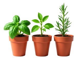 Obraz premium Green potted plants on table or floor