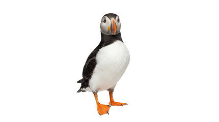 Naklejka premium A puffin standing alone on transparent background