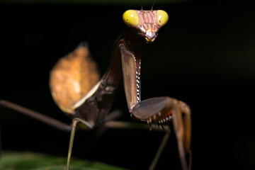 Praying Mantis Close-Up on Dark Background in Australia © Trigaphotography