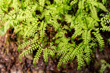 Natural ferns plant. Beautiful background young green fern leaves. Beautiful ferns leaves green foliage