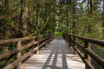 A hiking trail winds through a forest of giant trees in a forest park Capilano River Regional Park North Vancouver Canada
