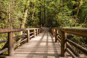Fototapeta premium A hiking trail winds through a forest of giant trees in a forest park Capilano River Regional Park North Vancouver Canada