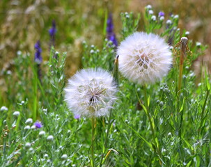 L&ouml;wenzahn auf einer saftig gr&uuml;nen Wiese