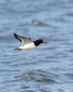 Oystercatcher (Haematopus ostralegus) common on coasts and estuaries across Europe
