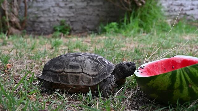 The turtle eats fruits and vegetables,