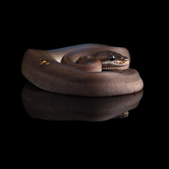 snake ball royal python isolated on black background	
