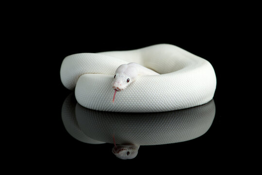 snake ball royal python isolated on black background	

