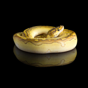 snake ball royal python isolated on black background	
