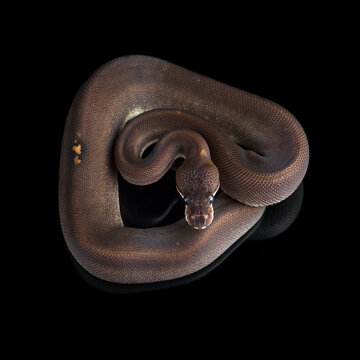 snake ball royal python isolated on black background	
