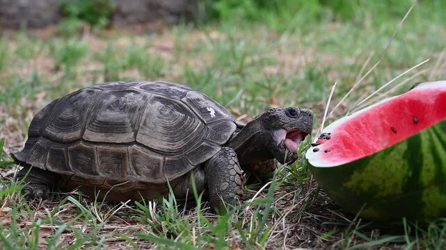 The turtle eats fruits and vegetables,