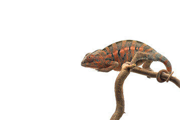 lizard Panther chameleon isolated on white background