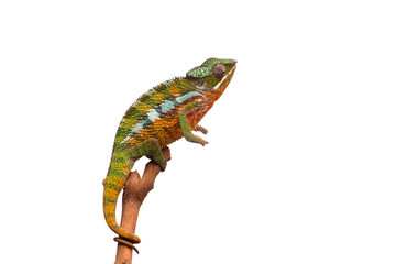 lizard Panther chameleon isolated on white background