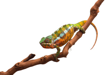 lizard Panther chameleon isolated on white background