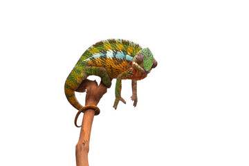 lizard Panther chameleon isolated on white background