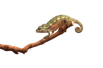 lizard Panther chameleon isolated on white background