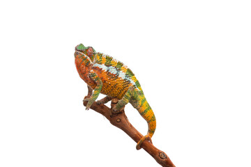 lizard Panther chameleon isolated on white background