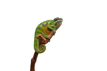 lizard Panther chameleon isolated on white background
