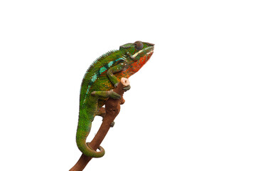 lizard Panther chameleon isolated on white background