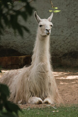 Obraz premium White Llama Resting Outdoors, Calm Animal Portrait