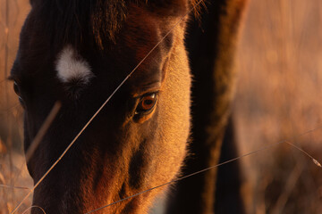 Pferdeauge in Morgenr&ouml;te