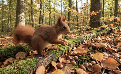 Red Squirrel in Autumn Forest