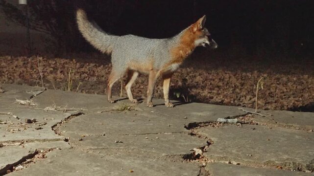 Grey foxes Urocyon cinereoargenteus searching for food at night on residential neighborhood walkway.  