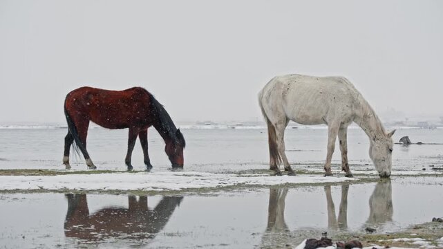 White and chestnut horses drinking water from a lake in winter. Animal behavior, cold climate, snowy ground, natural water source, and cinematic minimal winter landscape background.