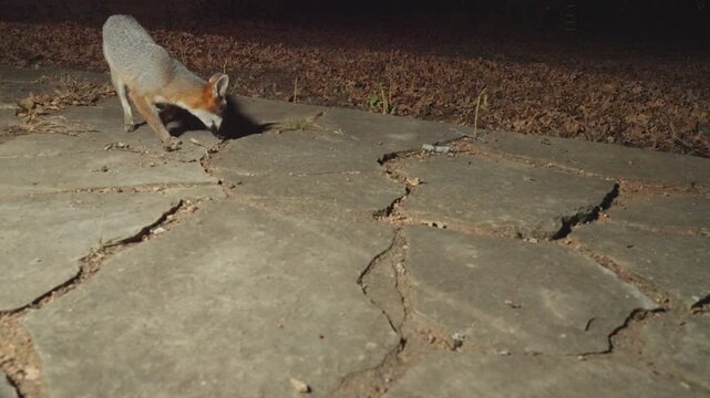 Grey foxes Urocyon cinereoargenteus searching for food at night on residential neighborhood walkway.  