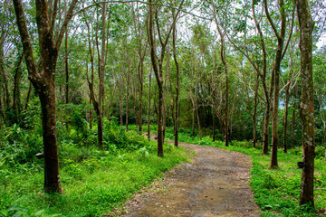 Fototapeta premium Tropical forest in Phuket, Thailand. Palm trees and footpath, rainforest ecosystem Phang Nga Bay in Phang Nga Province, southern Asia.