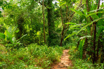 Tropical forest in  Phuket, Thailand. Palm trees and footpath, rainforest ecosystem Phang Nga Bay in Phang Nga Province, southern Asia.