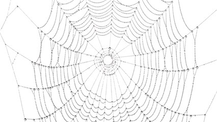 Delicate spiderweb with water droplets, centered on white background