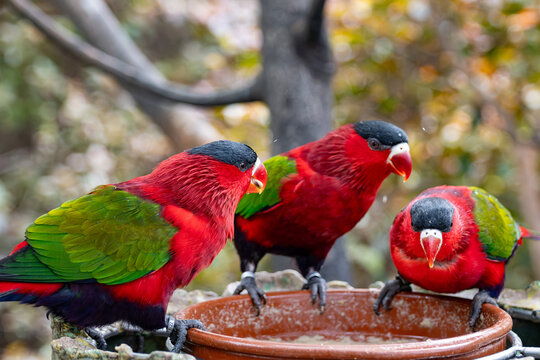Different colorful parrots birds in Loro Parque on Tenerife close up on trees during morning feeding