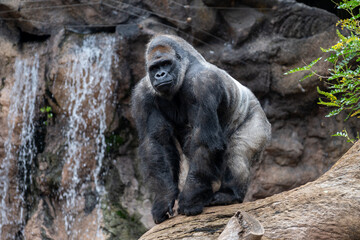 Gorilla, large primarily herbivorous great apes live in tropical forests of equatorial Africa, to see in zoo, walking and sitting alone, close up