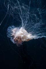 Different large Jellyfish species in deep blue ocean water, underwater background, Pacific sea nettle, scyphozoan jellyfish