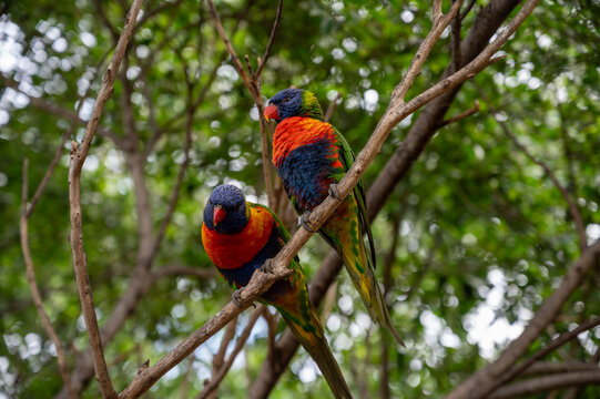Different colorful parrots birds in Loro Parque on Tenerife close up on trees during morning feeding