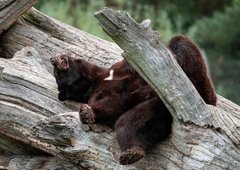 Brown Bear Sleeping on a Tree Trunk