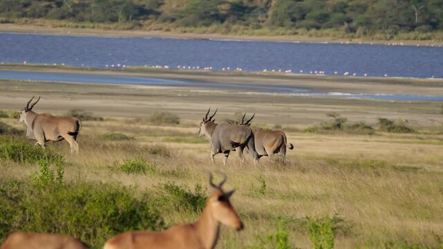Common Eland herd walking along the shores of a soda lake in Ndutu, Tanzania, with a Hartebeest in the foreground. 4k slow motion video.