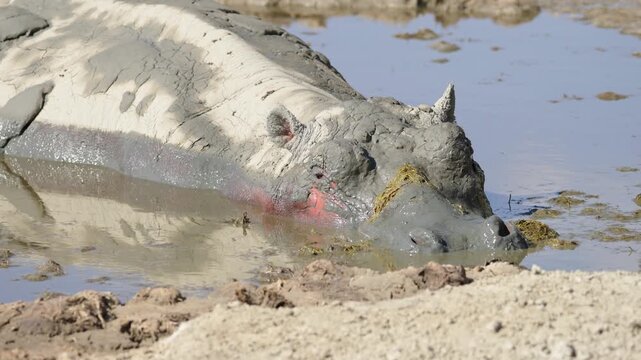 Wild Hippopotamus, Hippo, partially submerged in a thick mud wallow, showing detailed skin texture and mud movement in Ndutu, Tanzania.