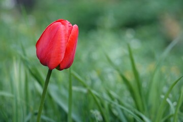 Fototapeta premium A single red tulip bud isolated close-up on a green leaves and garden background