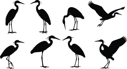Heron bird silhouette set, wading water birds poses, elegant wildlife flying and standing, black heron vector illustration collection