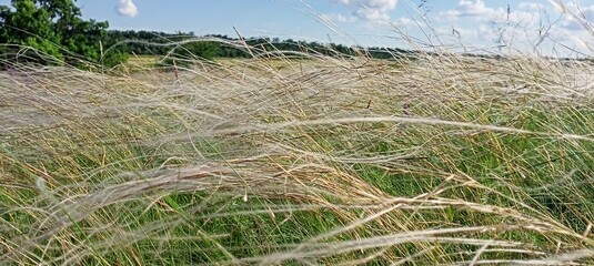 Fototapeta premium Tall feather grass swaying in a summer meadow under a blue sky