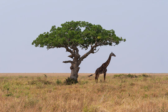masai giraffe under acacia tree in serengeti