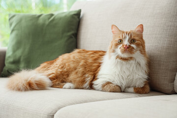 Cute cat lying on grey sofa at home