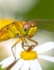 Dragonfly on Daisy - A Close-Up of Natures Beauty.