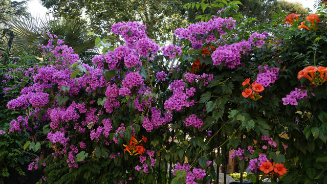 bougainvillea flowering garden tropical plants buyukada turkey