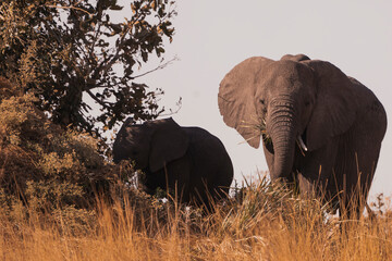 Fototapeta premium Elephant mother and calf feeding on bank