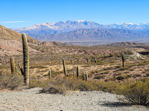 Cardon Cactus Landscape with Nevado de Cachi, Salta