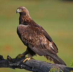 Fototapeta premium a powerful golden eagle (aquila chrysaetos) in spain