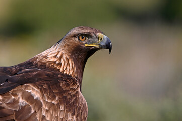 Obraz premium a powerful golden eagle (aquila chrysaetos) in spain