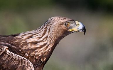 Obraz premium a powerful golden eagle (aquila chrysaetos) in spain